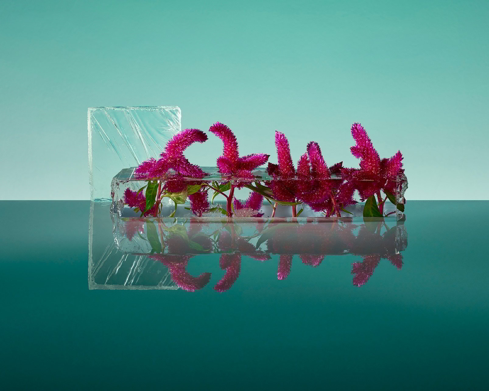 One of Paloma Rincon's Freezing Flowers creations Freezing Flowers