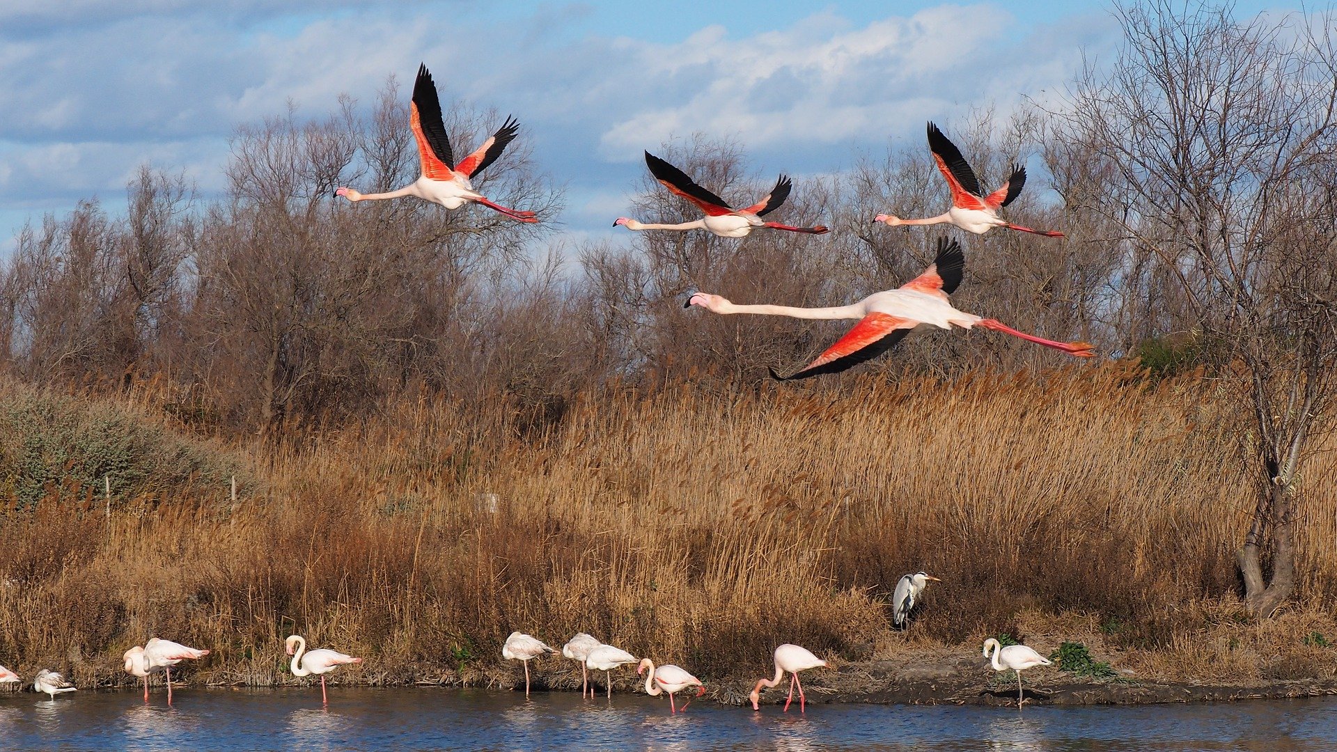 Rosa Flamingos