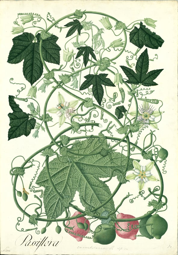 From the digital collection of the: "Real Expedición Botánica del Nuovo Regno di Granada" From the digital collection of the: "Real Expedición Botánica del Nuovo Regno di Granada"