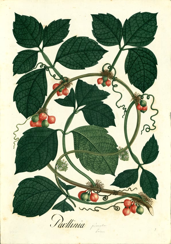 From the digital collection of the: "Real Expedición Botánica del Nuovo Regno di Granada" From the digital collection of the: "Real Expedición Botánica del Nuovo Regno di Granada"