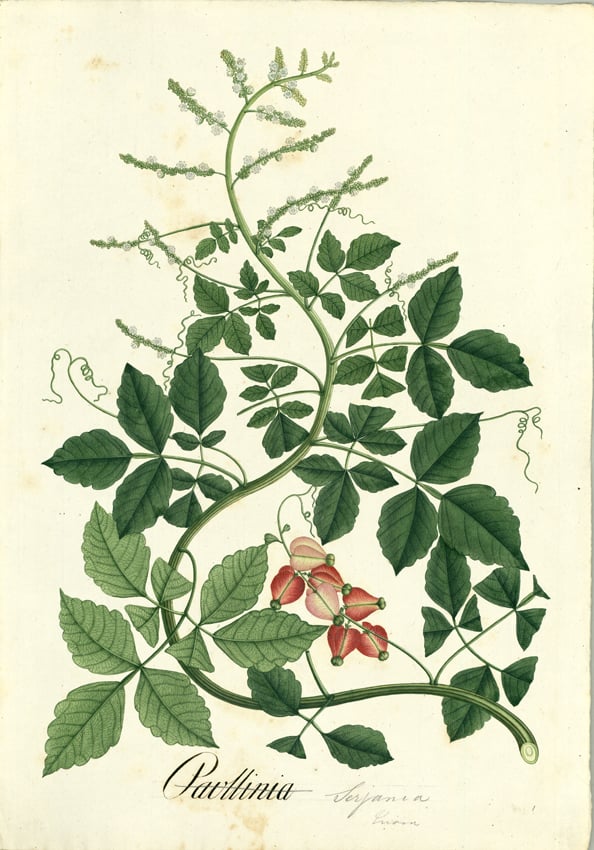 From the digital collection of the: "Real Expedición Botánica del Nuovo Regno di Granada" From the digital collection of the: "Real Expedición Botánica del Nuovo Regno di Granada"
