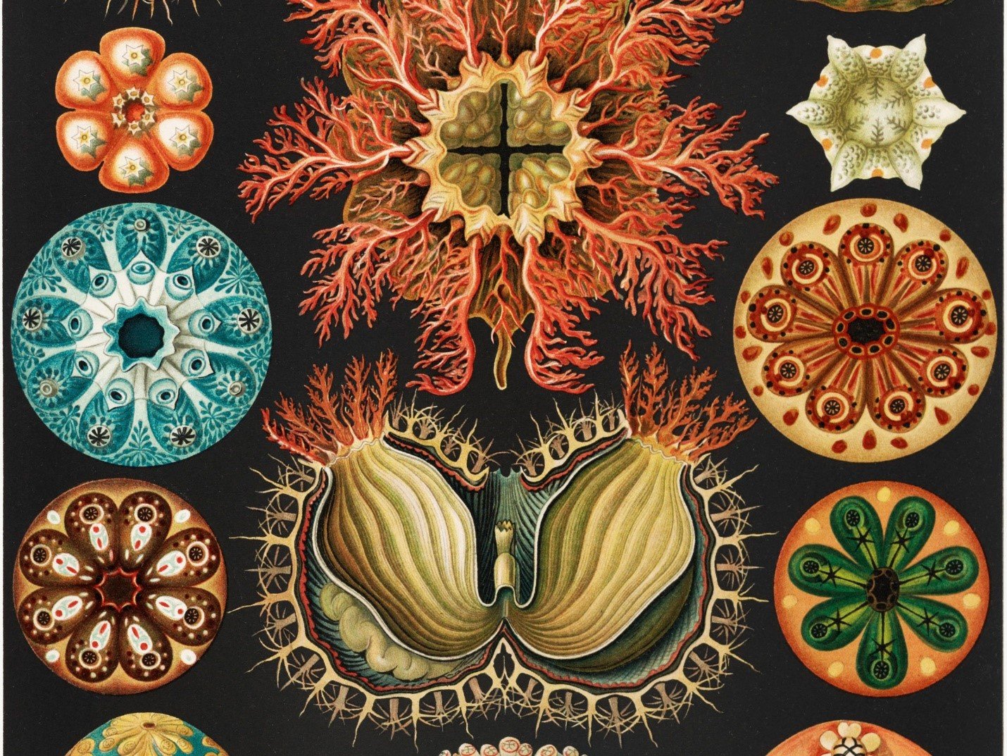 Ernst Haeckel - Kunstformen der Natur (1904), planche 17 : Siphonophorae. Image : domaine public.