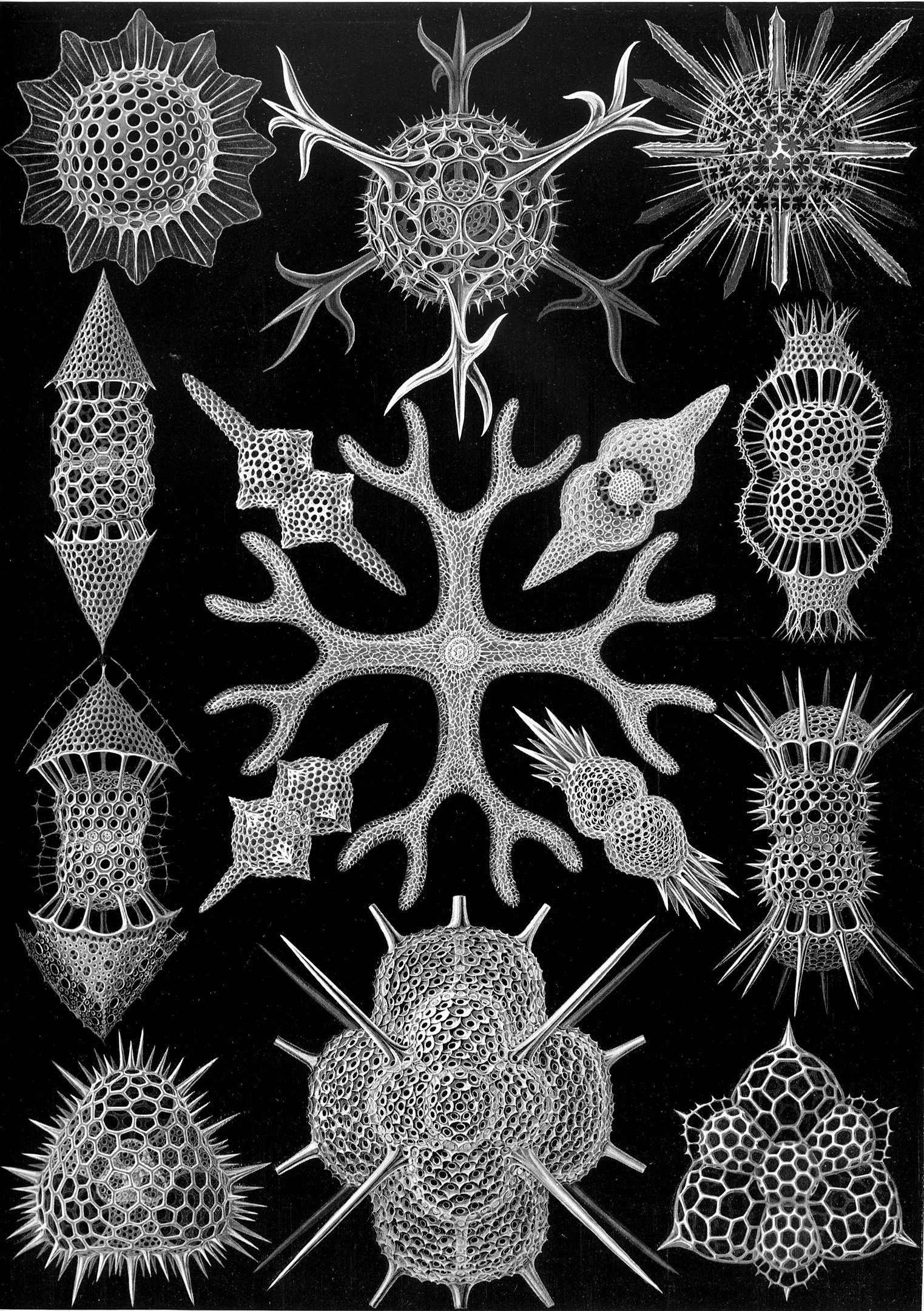 Dessin pour un lustre par Hendrik Berlage, source : mediamatic. (à droite) Discomedusae illustré par Ernst Haeckel, source : domaine public.