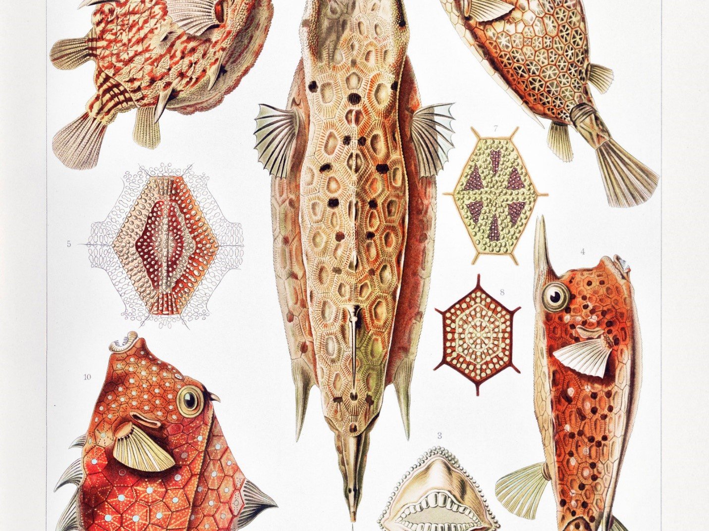 Ernst Haeckel - Kunstformen der Natur (1904), planche 42 : Ostraciontes (détail). Image :  domaine public.