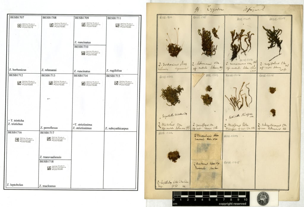 Herbier : créer son journal botanique avec Specimen