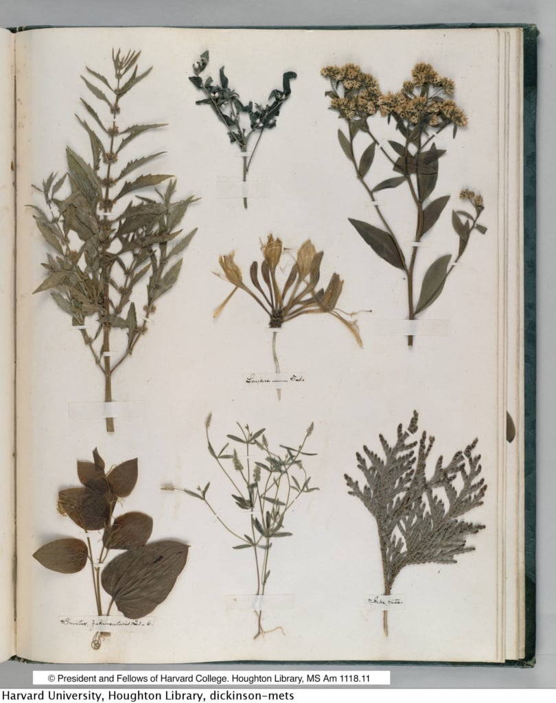 Herbier : créer son journal botanique avec Specimen